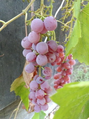 IMG 20200820 183308982 BURST001