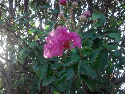 IMG 20150805 075318 200